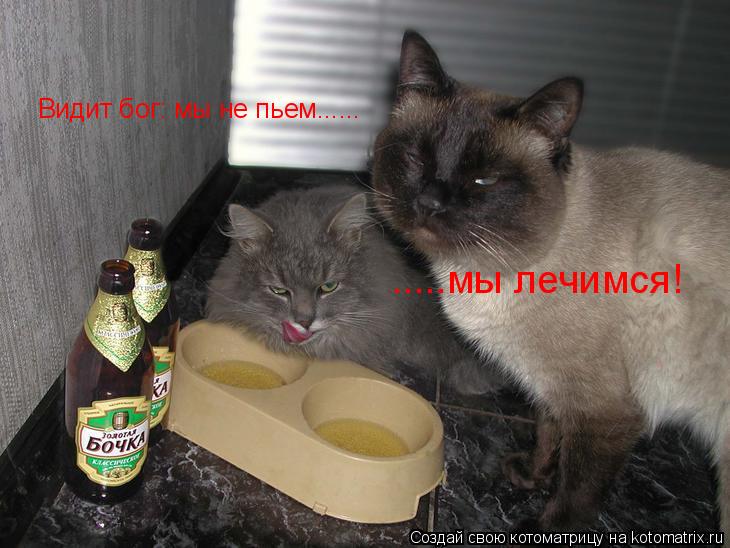 Видит бог: мы не пьем...... .....мы лечимся!... Котоматрица: Видит бог: мы не пьем...... .....мы лечимся!