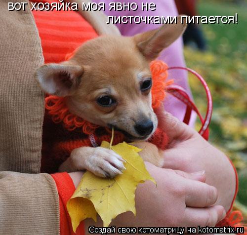 листочками питается! вот хозяйка моя явно не... Котоматрица: листочками питается! вот хозяйка моя явно не