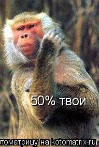 Котоматрица: 50% твои