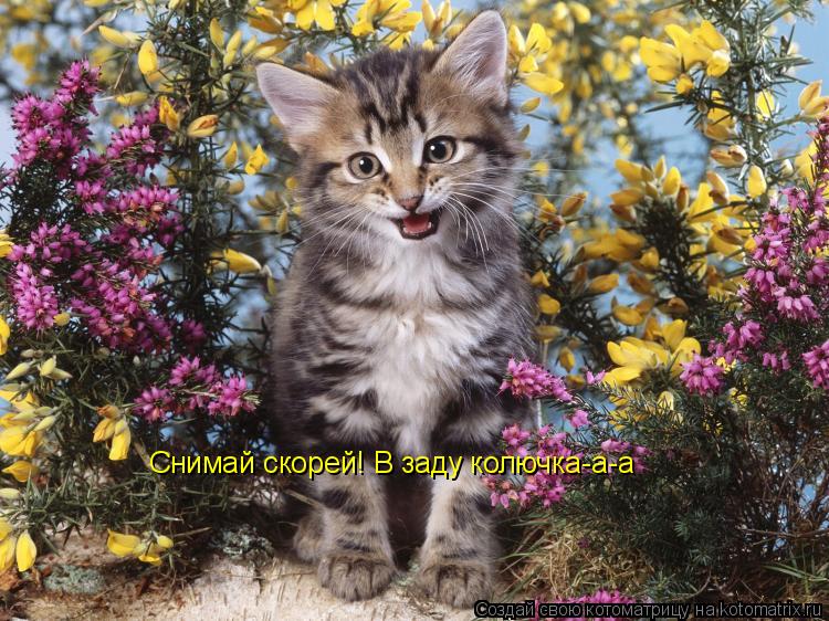 Котоматрица: Снимай скорей! В заду колючка-а-а