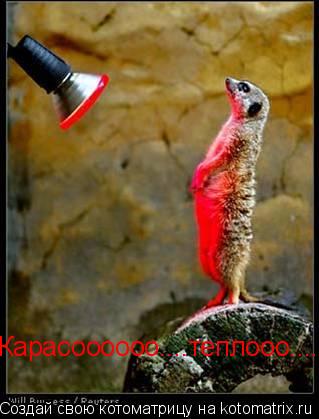 Карасоооооо....теплооо....... Котоматрица: Карасоооооо....теплооо....