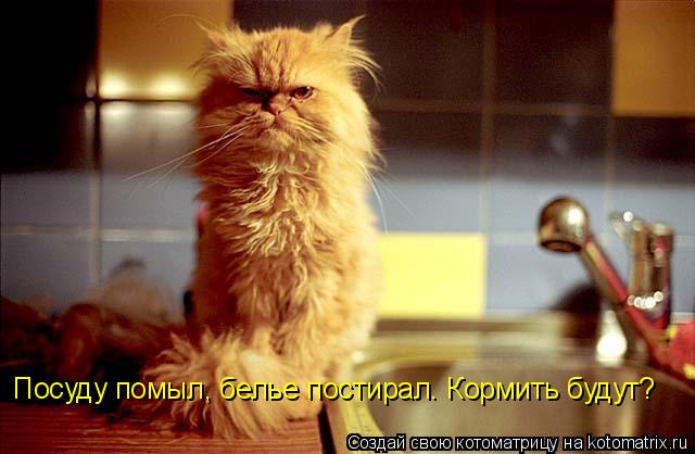 Посуду помыл, белье постирал. Кормить будут?... Котоматрица: Посуду помыл, белье постирал. Кормить будут?