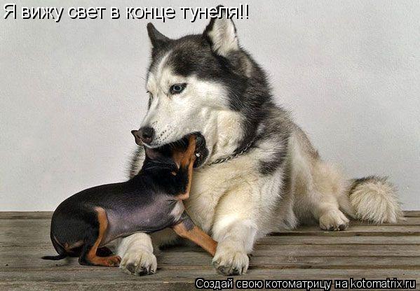 Я вижу свет в конце тунеля!!... Котоматрица: Я вижу свет в конце тунеля!!