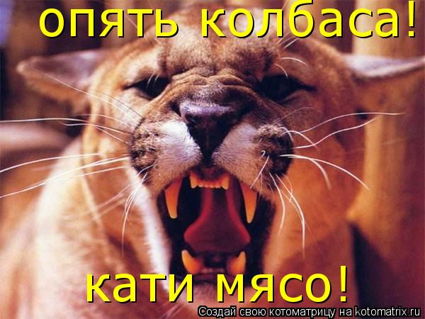 опять колбаса! кати мясо!... Котоматрица: опять колбаса! кати мясо!