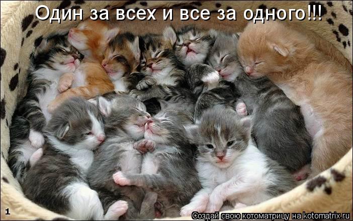 Котоматрица: Один за всех и все за одного!!!