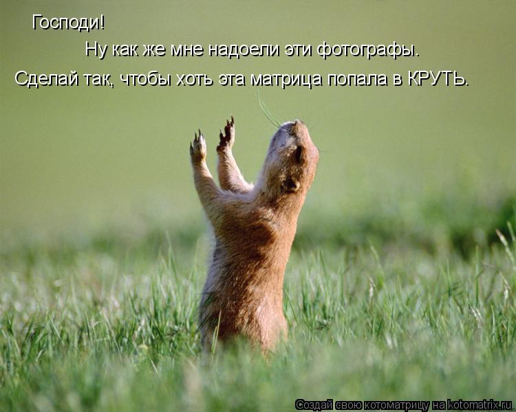 Господи! Ну как же мне надоели эти фотографы. Сделай так, чтобы хоть эта матрица попала в КРУТЬ.... Котоматрица: Господи! Ну как же мне надоели эти фотографы. Сделай так, чтобы хоть эта матрица попала в КРУТЬ.