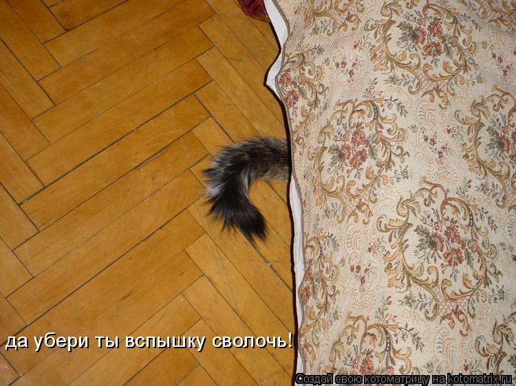 да убери ты вспышку сволочь!... Котоматрица: да убери ты вспышку сволочь!