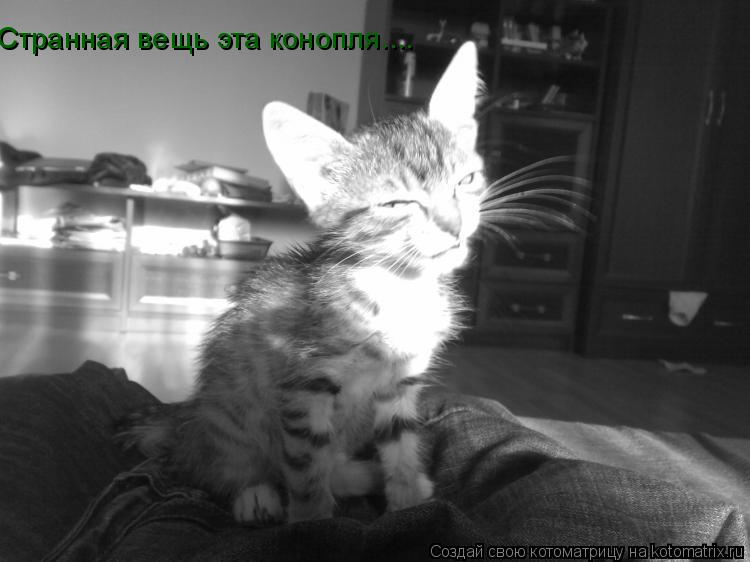 Странная вещь эта конопля....как прекрасен этот мир!!! Странная вещь эта конопля....... Котоматрица: Странная вещь эта конопля....как прекрасен этот мир!!! Странная вещь эта конопля....