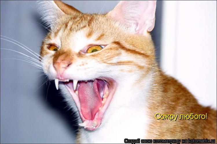 Сожру любого!... Котоматрица: Сожру любого!