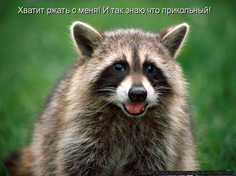 Хватит ржать с меня! И так знаю,что прикольный!... Котоматрица: Хватит ржать с меня! И так знаю,что прикольный!