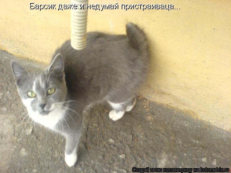 Котоматрица: Барсик даже и недумай пристраиваца...