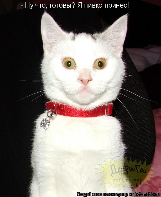 - Ну что, готовы? Я пивко принес!... Котоматрица: - Ну что, готовы? Я пивко принес!