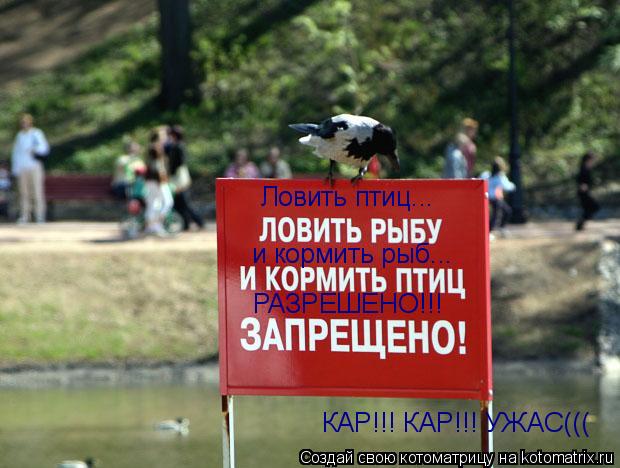 Ловить птиц... и кормить рыб... РАЗРЕШЕНО!!! КАР!!! КАР!!! УЖАС(((... Котоматрица: Ловить птиц... и кормить рыб... РАЗРЕШЕНО!!! КАР!!! КАР!!! УЖАС(((