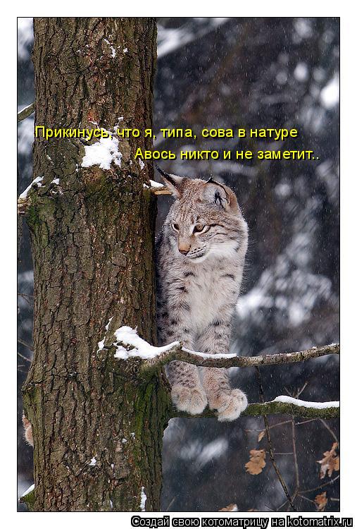 Прикинусь, что я, типа, сова в натуре Авось никто и не заметит..... Котоматрица: Прикинусь, что я, типа, сова в натуре Авось никто и не заметит..