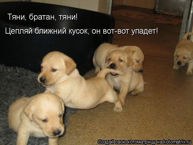 Тяни, братан, тяни! Цепляй ближний кусок, он вот-вот упадет!... Котоматрица: Тяни, братан, тяни! Цепляй ближний кусок, он вот-вот упадет!