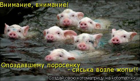Опоздавшему поросенку - сиська возле жопы!! Внимание, внимание!... Котоматрица: Опоздавшему поросенку - сиська возле жопы!! Внимание, внимание!