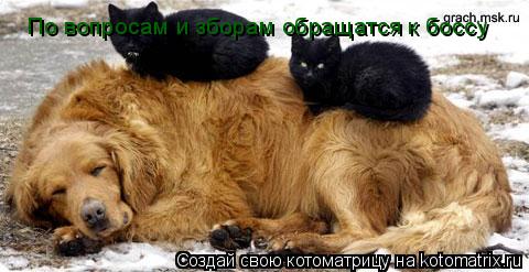 Котоматрица: По вопросам и зборам обращатся к боссу