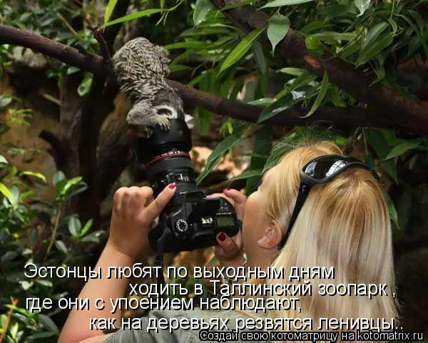 Эстонцы любят по выходным дням ходить в Таллинский зоопарк , где они с упоением наблюдают, как на ... Котоматрица: Эстонцы любят по выходным дням ходить в Таллинский зоопарк , где они с упоением наблюдают, как на деревьях резвятся ленивцы..