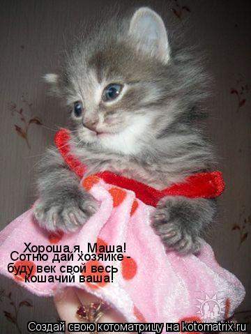 Хороша я, Маша! буду век свой весь кошачий ваша! Сотню дай хозяйке -... Котоматрица: Хороша я, Маша! буду век свой весь кошачий ваша! Сотню дай хозяйке -
