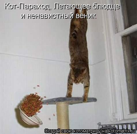 Кот-Параход, Летающее блюдце и ненавистный веник... Котоматрица: Кот-Параход, Летающее блюдце и ненавистный веник