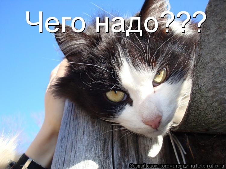 Чего надо???... Котоматрица: Чего надо???