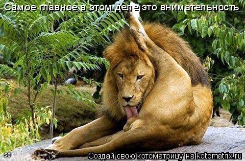 Котоматрица: Самое главное в этом деле это внимательность