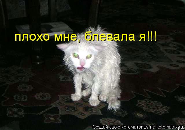 плохо мне, блевала я!!!... Котоматрица: плохо мне, блевала я!!!