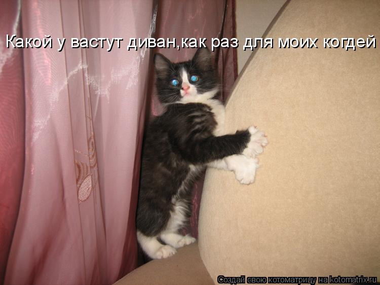 Какой у вастут диван,как раз для моих когдей... Котоматрица: Какой у вастут диван,как раз для моих когдей
