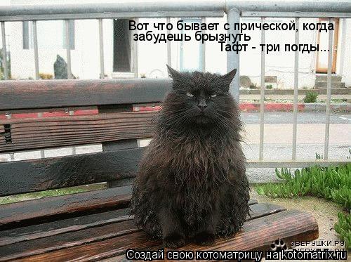Вот что бывает с прической, когда забудешь брызнуть Тафт - три погды...... Котоматрица: Вот что бывает с прической, когда забудешь брызнуть Тафт - три погды...