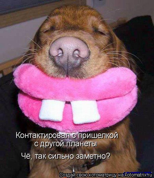 Контактировал с пришелкой с другой планеты Чё, так сильно заметно?... Котоматрица: Контактировал с пришелкой с другой планеты Чё, так сильно заметно?