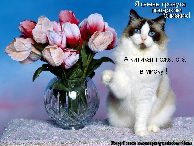 Я очень тронута подарком близких! А китикат пожалста в миску !... Котоматрица: Я очень тронута подарком близких! А китикат пожалста в миску !