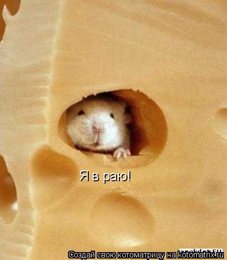Я в раю!... Котоматрица: Я в раю!