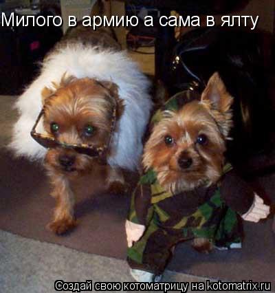 Милого в армию а сама в ялту... Котоматрица: Милого в армию а сама в ялту