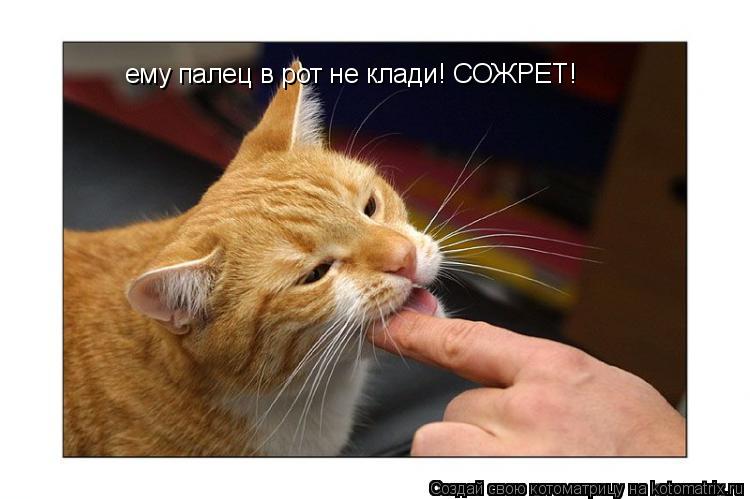 ему палец в рот не клади! СОЖРЕТ!... Котоматрица: ему палец в рот не клади! СОЖРЕТ!