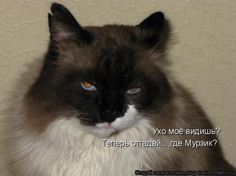 Котоматрица: Ухо моё видишь? Теперь отгадай...,где Мурзик?