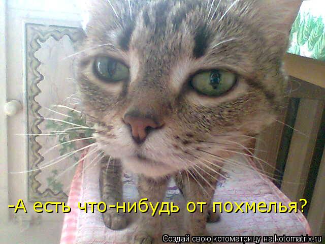 -А есть что-нибудь от похмелья?... Котоматрица: -А есть что-нибудь от похмелья?
