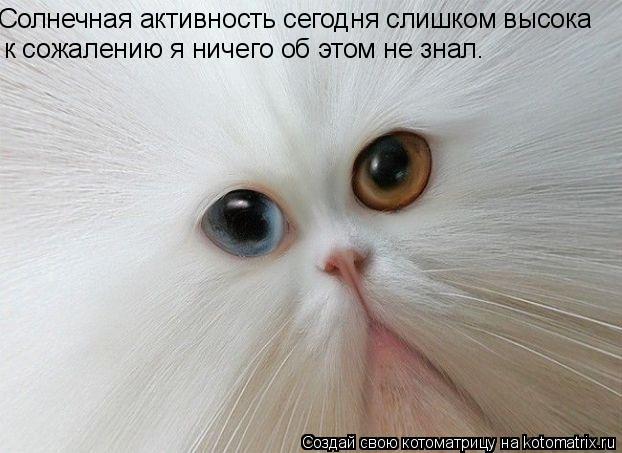 Солнечная активность сегодня слишком высока к сожалению я ничего об этом не знал.... Котоматрица: Солнечная активность сегодня слишком высока к сожалению я ничего об этом не знал.