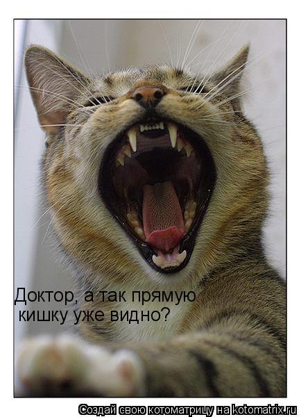 Доктор, а так прямую кишку уже видно?... Котоматрица: Доктор, а так прямую кишку уже видно?