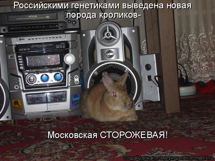 Котоматрица: Московская СТОРОЖЕВАЯ! Российскими генетиками выведена новая  порода кроликов-