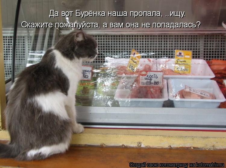 Да вот Бурёнка наша пропала, ..ищу. Скажите пожалуйста, а вам она не попадалась?... Котоматрица: Да вот Бурёнка наша пропала, ..ищу. Скажите пожалуйста, а вам она не попадалась?
