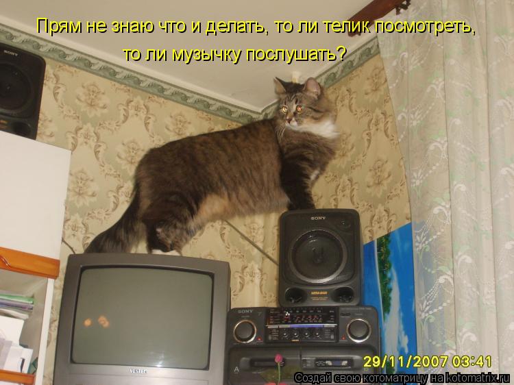 Прям не знаю что и делать, то ли телик посмотреть, то ли музычку послушать?... Котоматрица: Прям не знаю что и делать, то ли телик посмотреть, то ли музычку послушать?