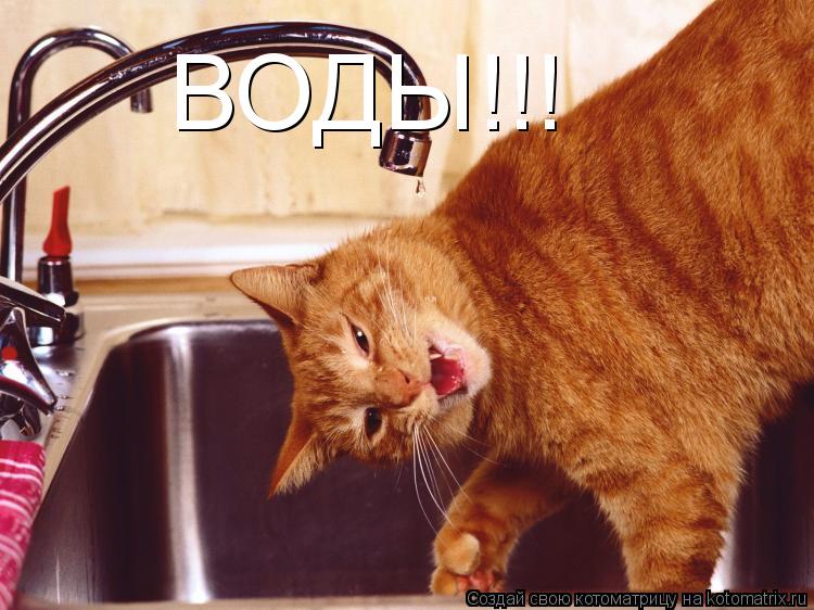 ВОДЫ!!!... Котоматрица: ВОДЫ!!!