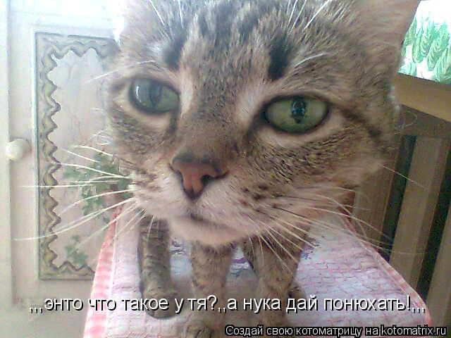 ,,,энто что такое у тя?,,а нука дай понюхать!,,,... Котоматрица: ,,,энто что такое у тя?,,а нука дай понюхать!,,,