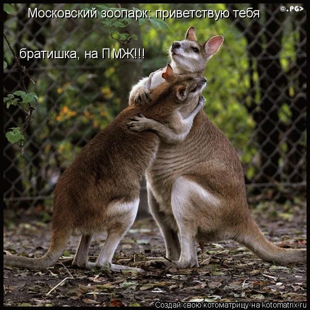Московский зоопарк: приветствую тебя братишка, на ПМЖ!!!... Котоматрица: Московский зоопарк: приветствую тебя братишка, на ПМЖ!!!