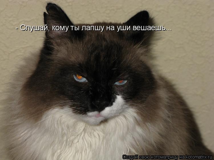 - Слушай, кому ты лапшу на уши вешаешь...... Котоматрица: - Слушай, кому ты лапшу на уши вешаешь...