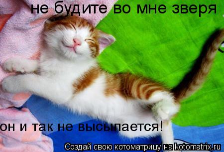 не будите во мне зверя он и так не высыпается!... Котоматрица: не будите во мне зверя он и так не высыпается!
