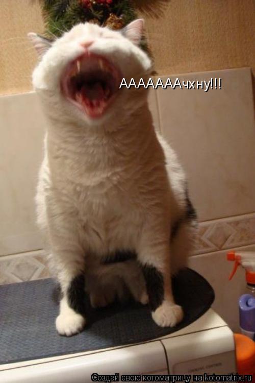 АААААААчхну!!!... Котоматрица: АААААААчхну!!!