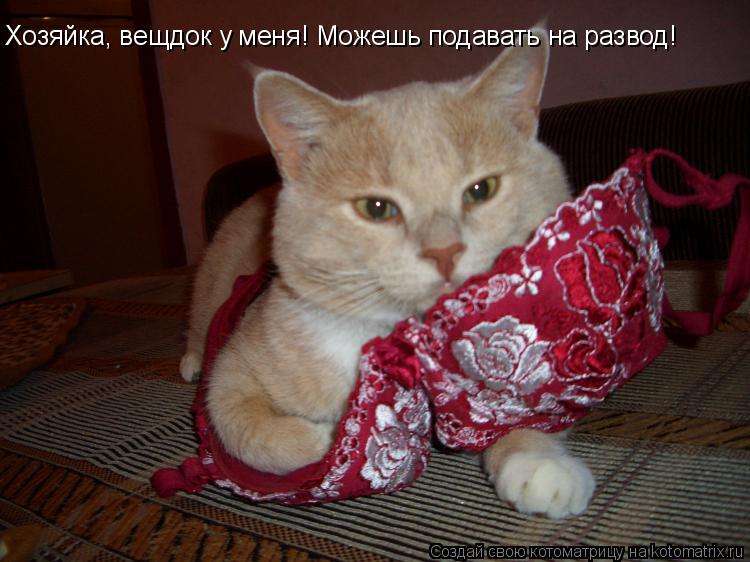 Хозяйка, вещдок у меня! Можешь подавать на развод!... Котоматрица: Хозяйка, вещдок у меня! Можешь подавать на развод!