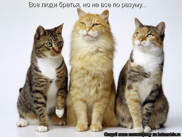 Все люди бpатья, но не все по pазyмy...... Котоматрица: Все люди бpатья, но не все по pазyмy...