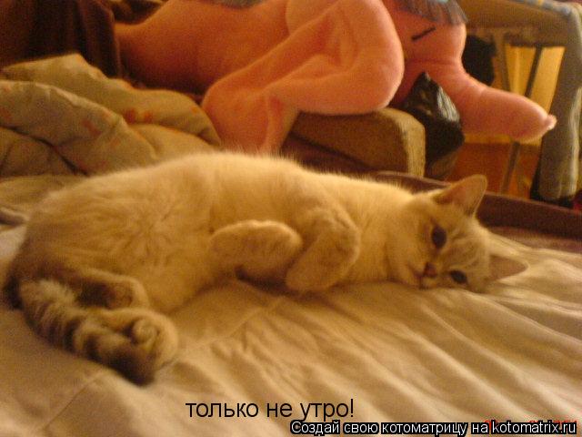 только не утро!... Котоматрица: только не утро!